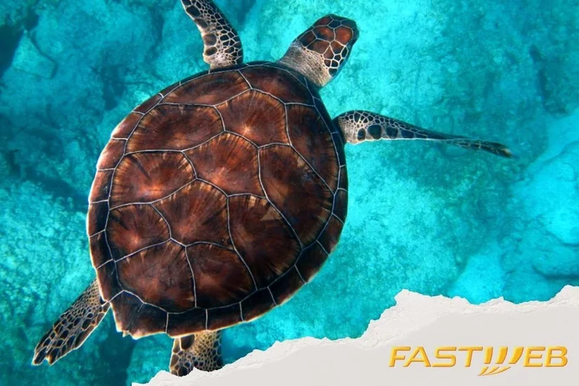 Fastweb e Worldrise